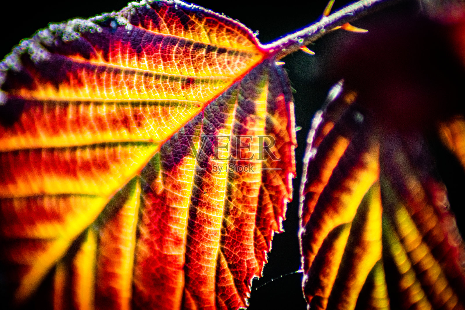 近距离的彩色秋叶结构与光影照片摄影图片