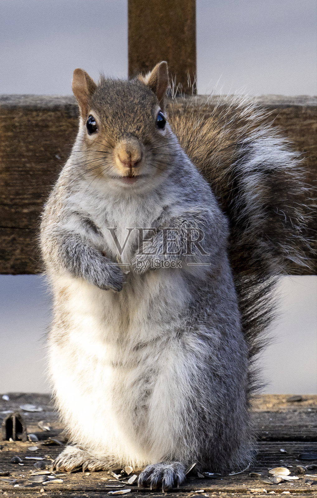松鼠停止照片摄影图片