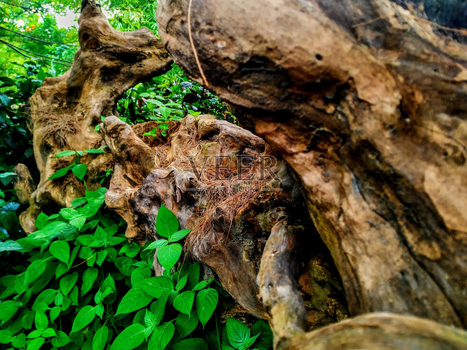 腐败的根源照片摄影图片