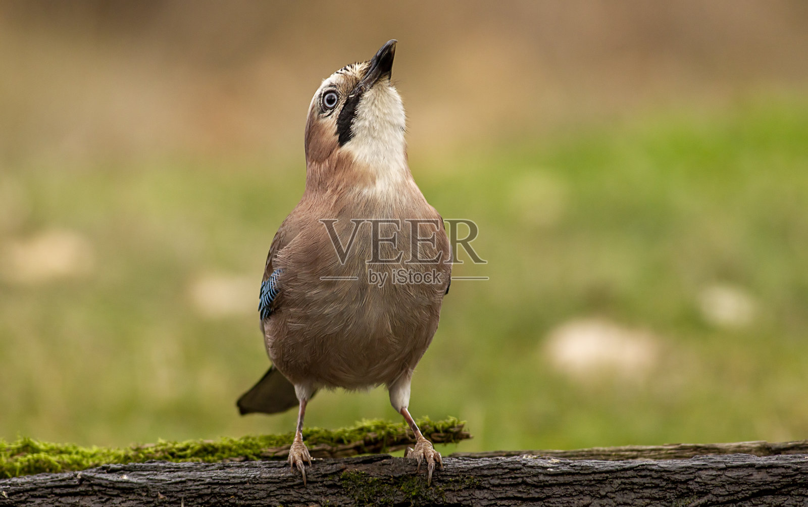 杰坐着吃着不同的坚果照片摄影图片
