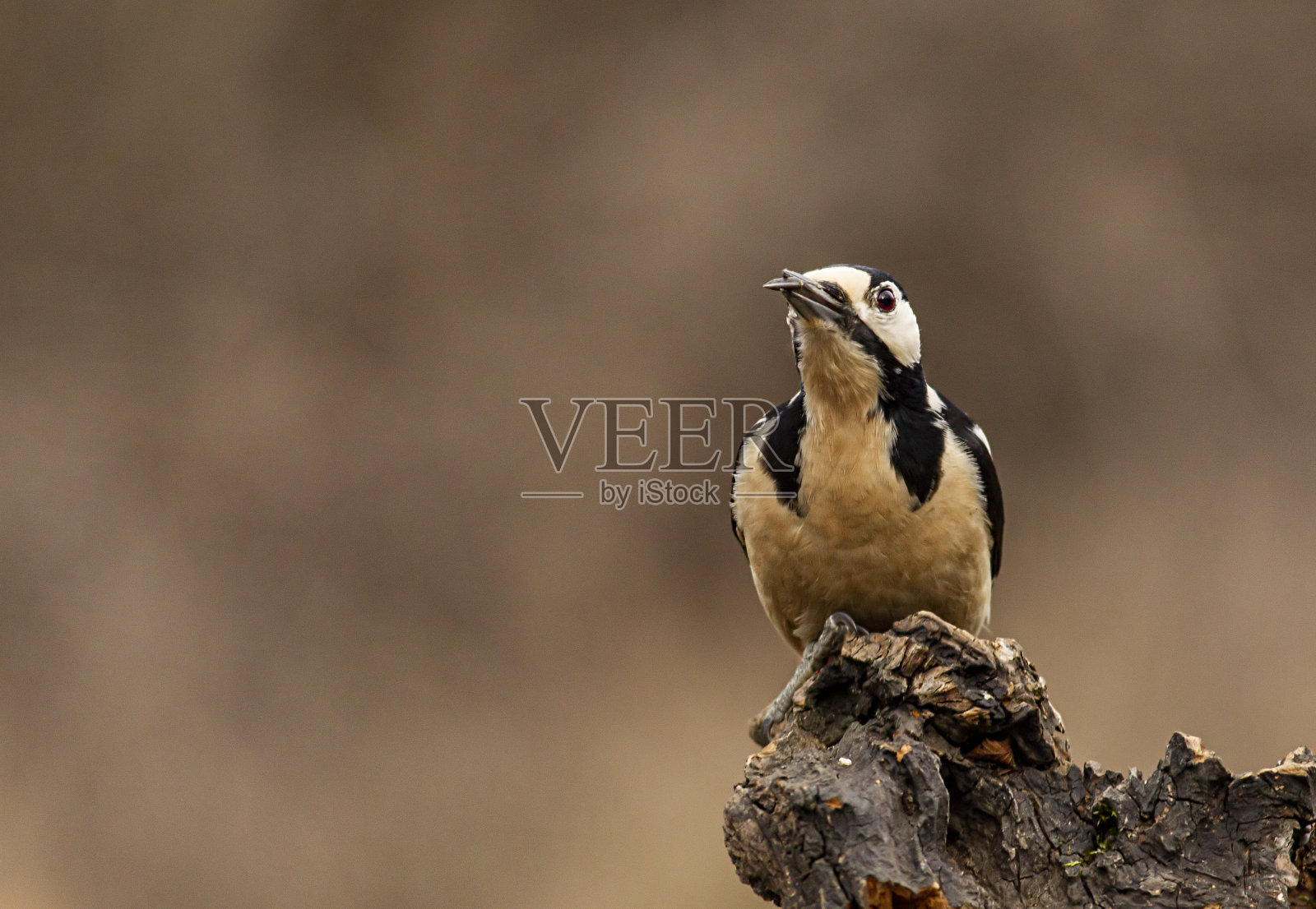 大斑点啄木鸟肖像照片摄影图片