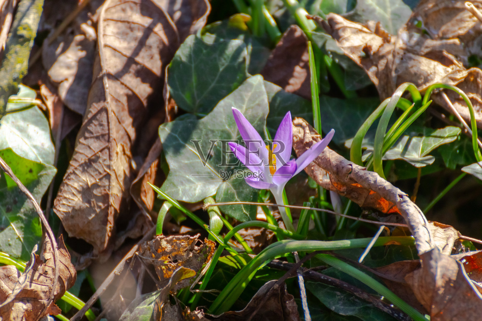 番红花，森林或早期番红花照片摄影图片