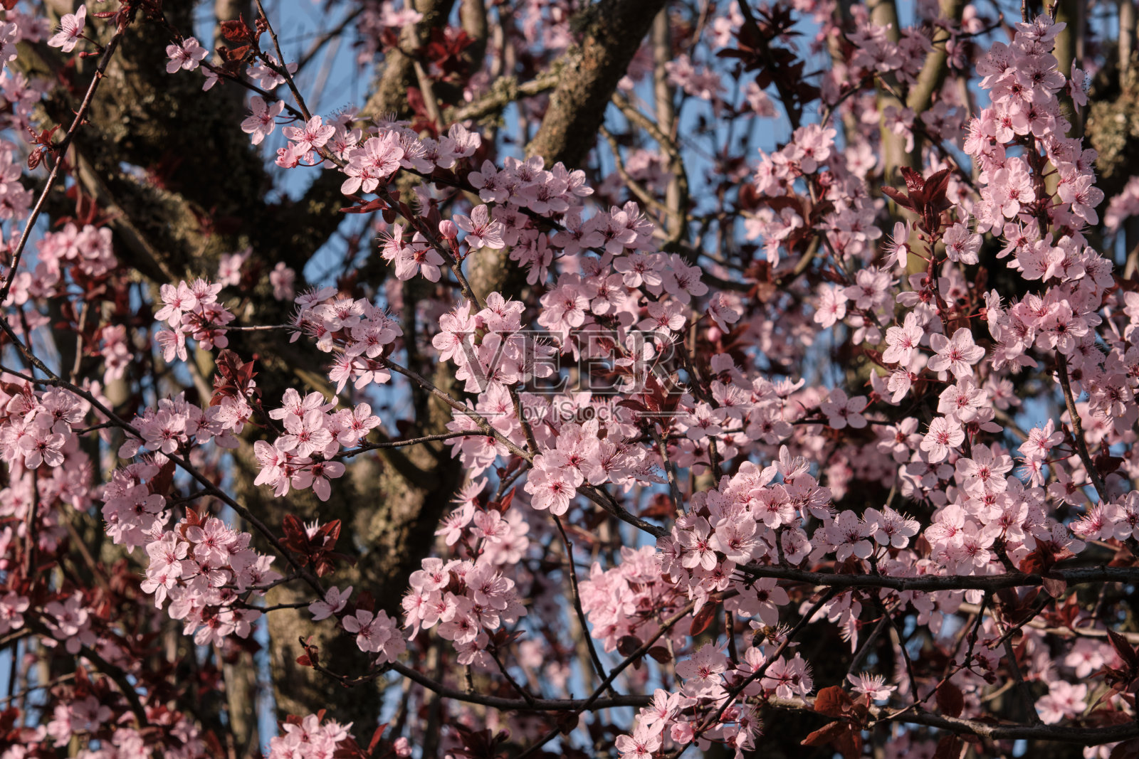 樱花盛开，桃红色的花照片摄影图片