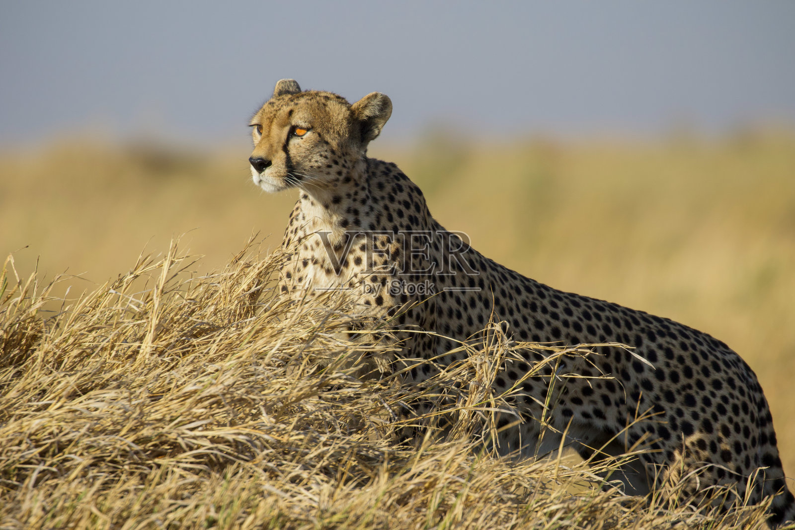 塞伦盖蒂平原上的猎豹照片摄影图片
