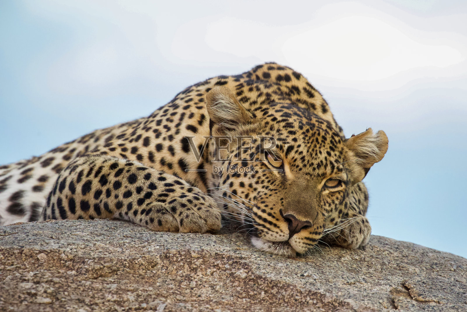 豹在岩石上照片摄影图片