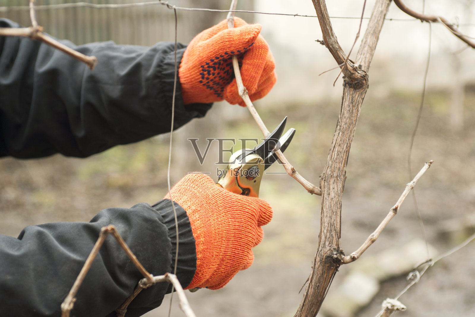 园丁正在用剪子修剪树枝。春天的植物修剪。春园艺工作。照片摄影图片
