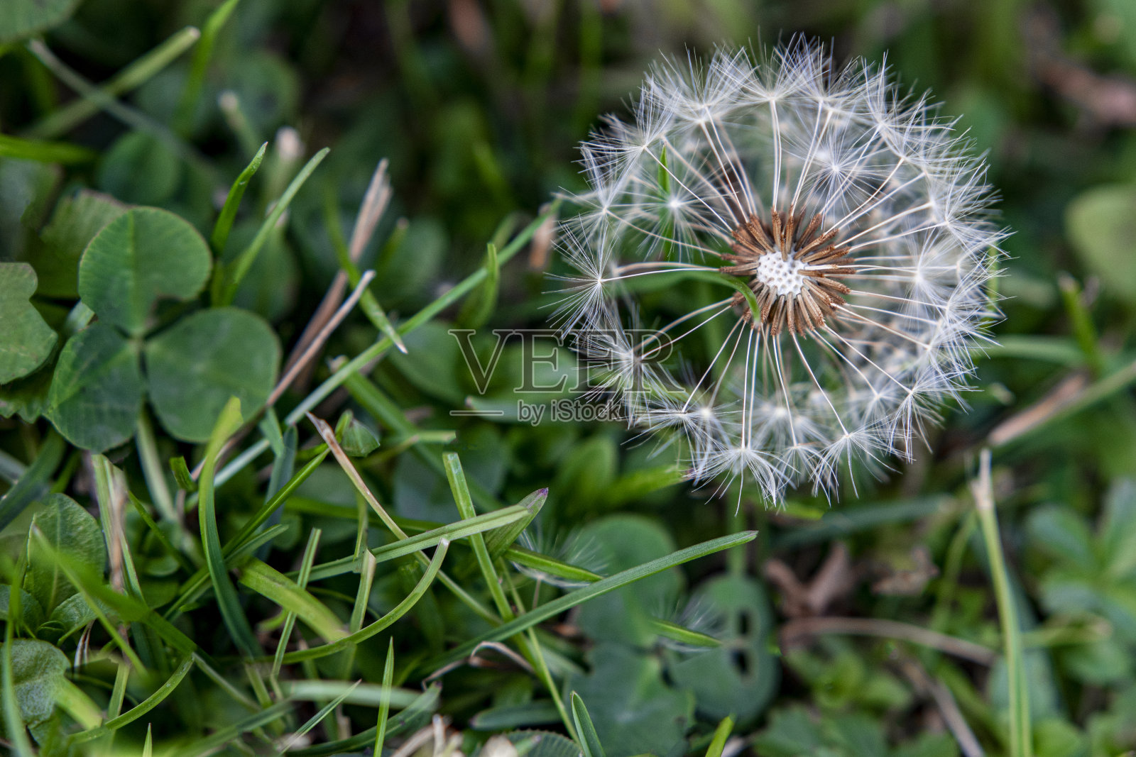 蒲公英照片摄影图片