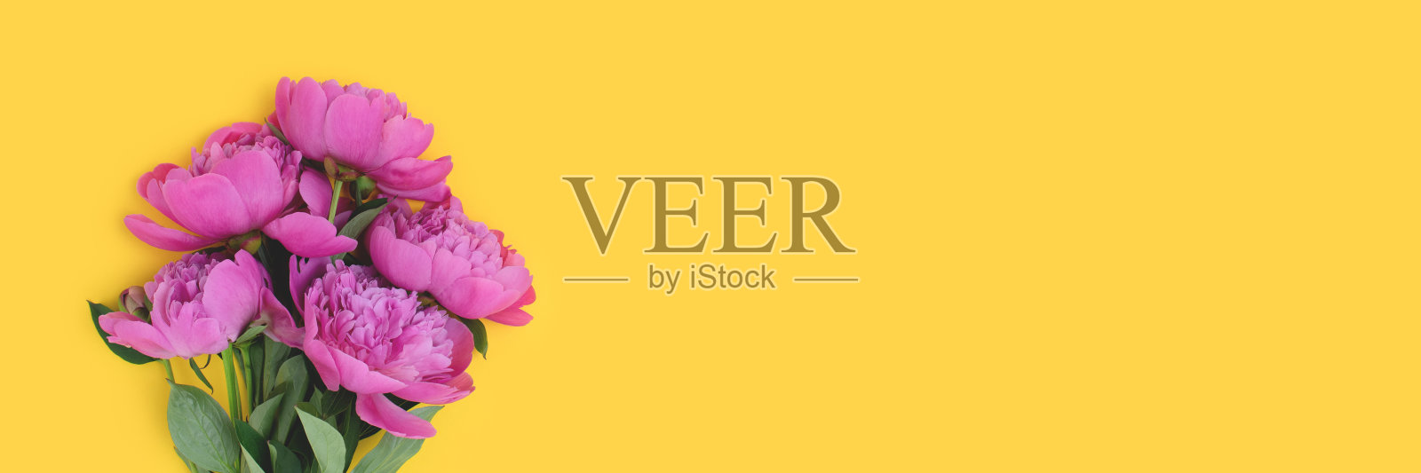 黄色背景上有一束牡丹花的旗帜。照片摄影图片