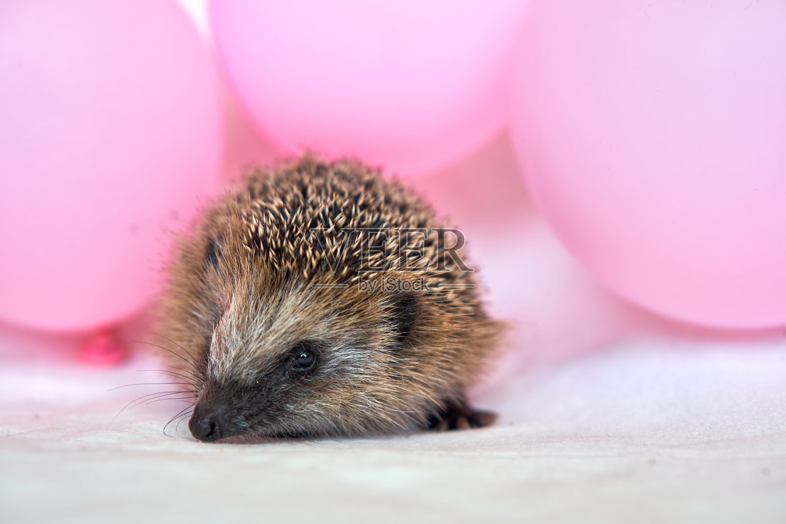 小刺猬和粉红色的气球。气球和鲜花。明信片和刺猬。照片摄影图片