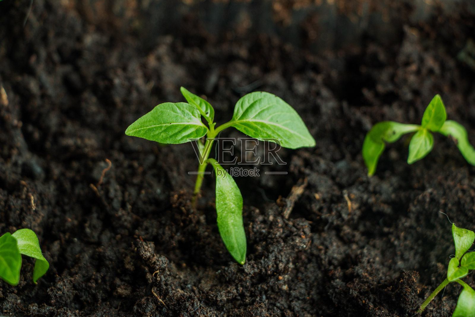 栽培植物的幼苗，嫩芽和绿叶，生长在潮湿的泥土上。生长、发展、春天、素食、生态的概念。照片摄影图片