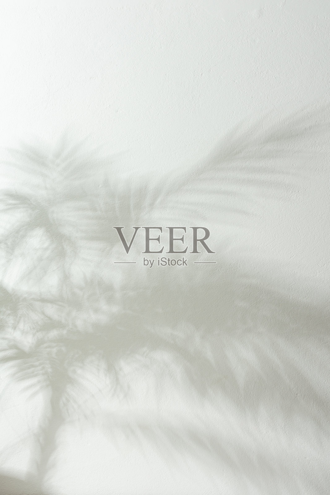 白墙上的菊花的影子照片摄影图片