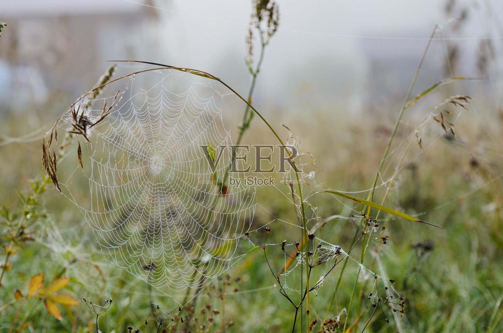 夏日清晨，草上露珠上的蜘蛛网照片摄影图片