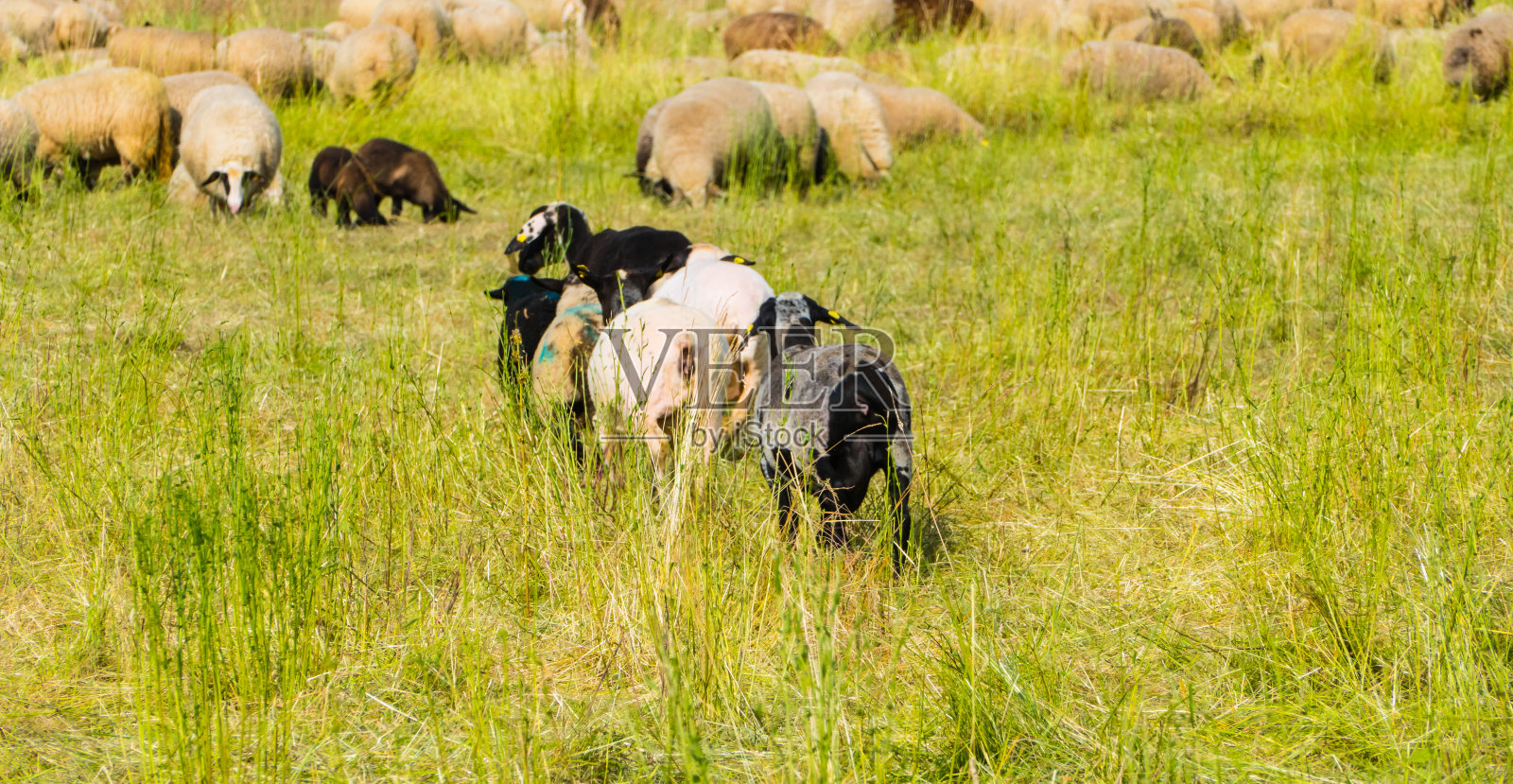草地上奔跑的羊照片摄影图片