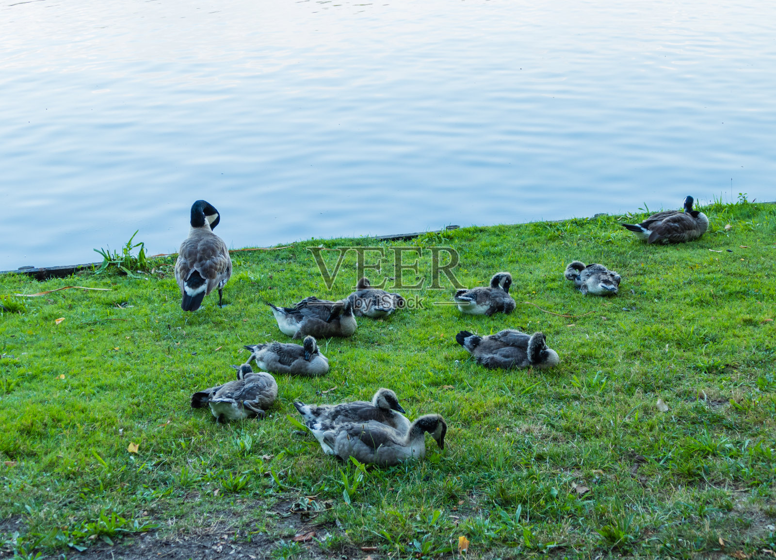 湖岸上的鸟照片摄影图片
