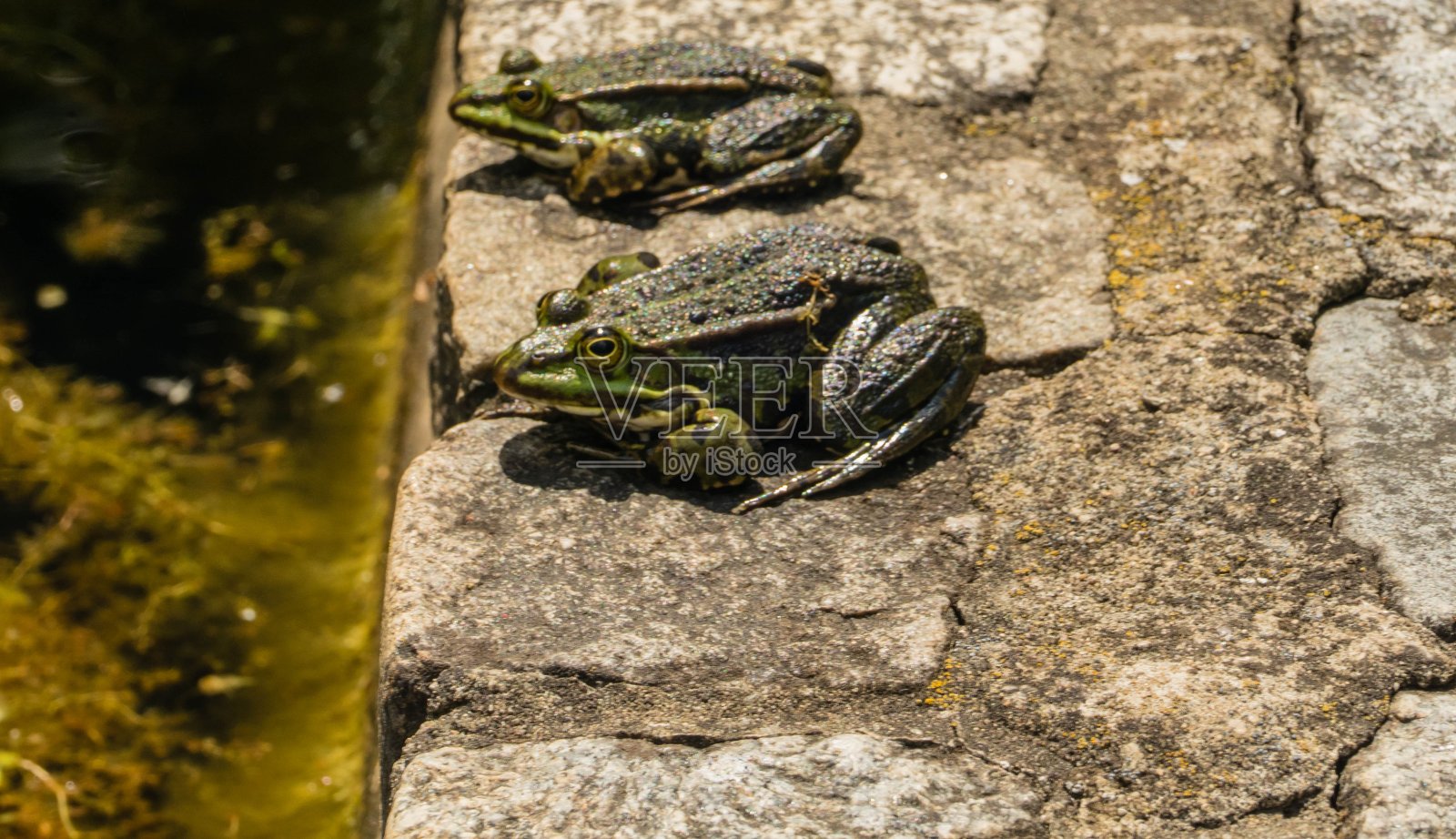 青蛙在墙上靠近照片摄影图片