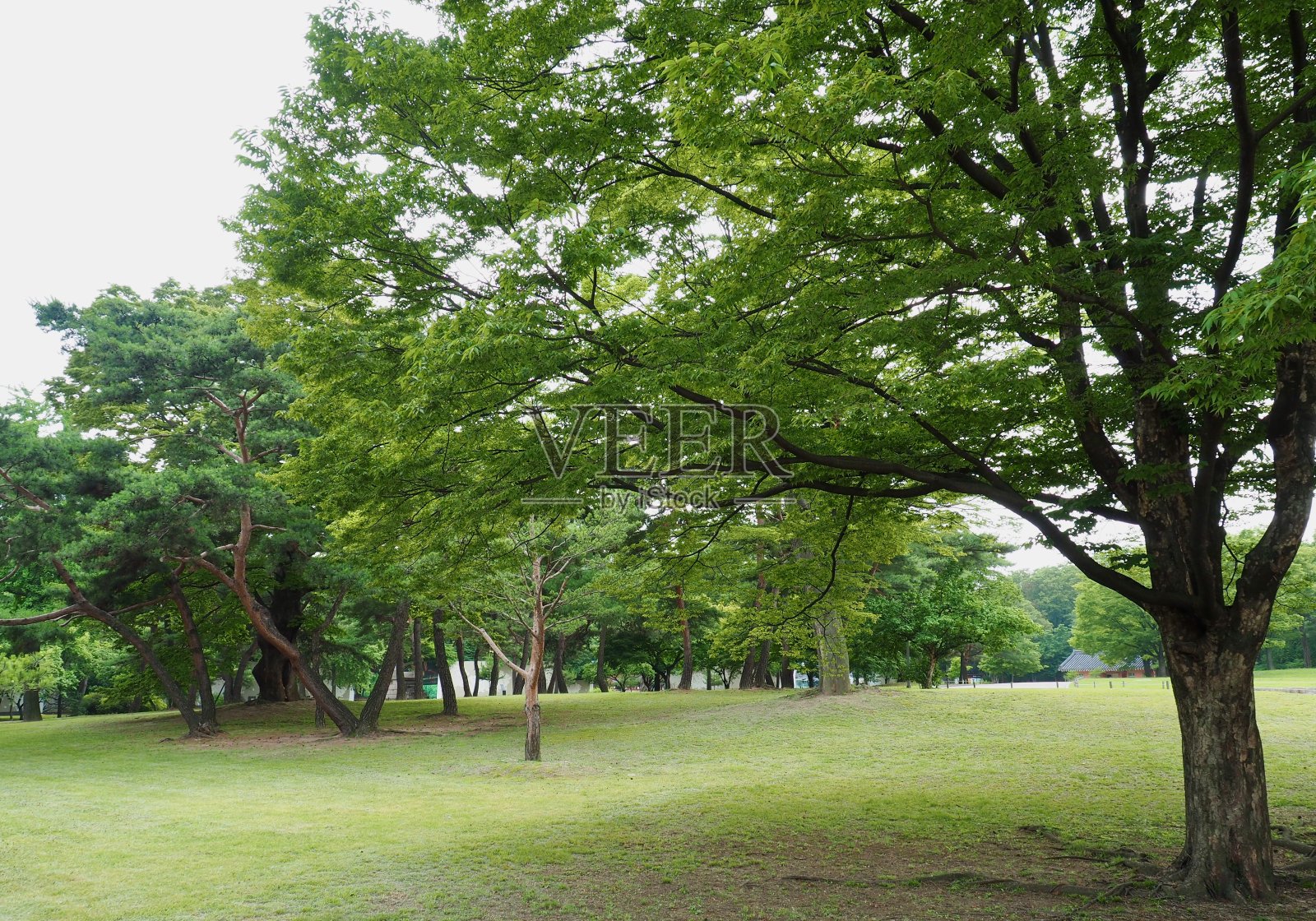 森林里的韩国树和绿叶照片摄影图片