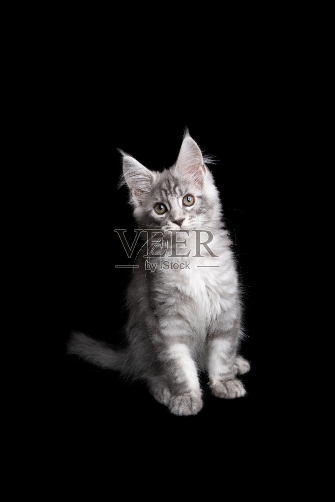 银色缅因猫看着相机好奇的黑色背景照片摄影图片