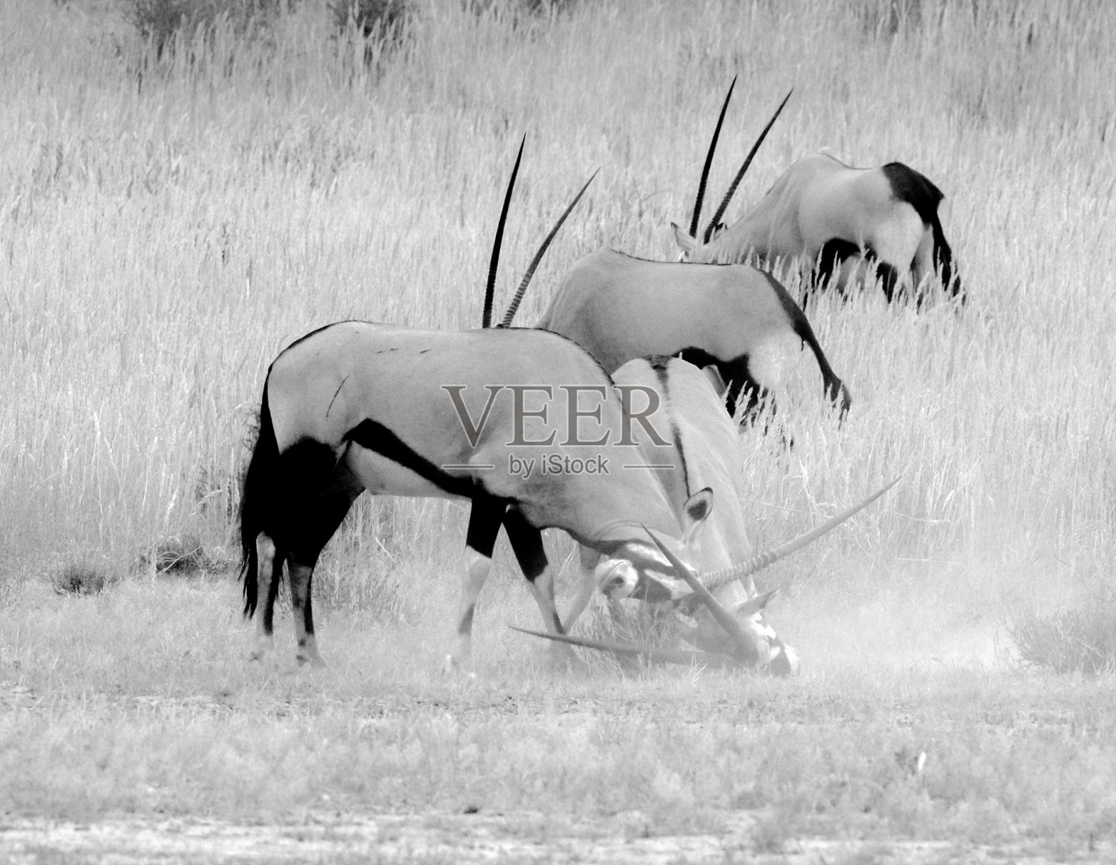 尘埃之战照片摄影图片