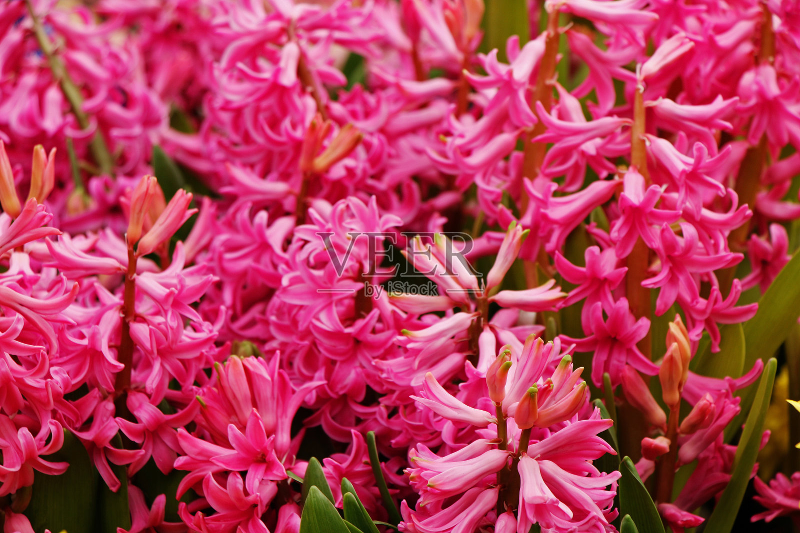 美丽明亮的花朵生长在自然环境中照片摄影图片