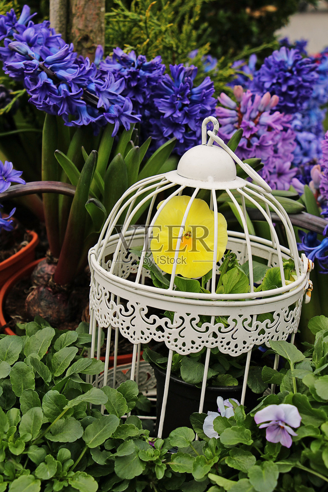 在笼子里生长的花的组成照片摄影图片