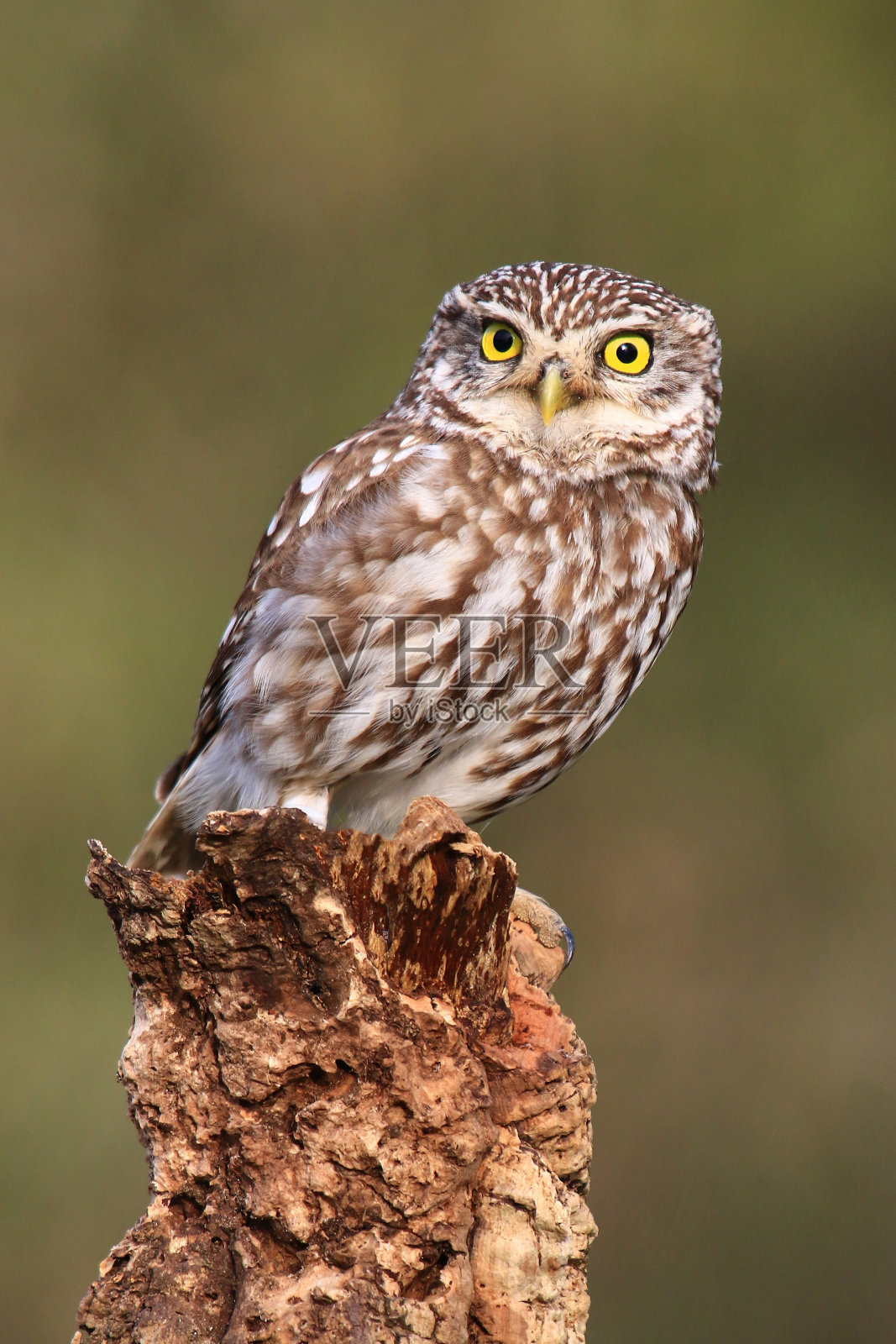 小猫头鹰照片摄影图片