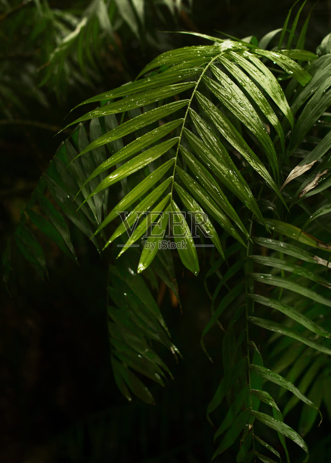 热带夏季背景与丛林棕榈叶和阳光照片摄影图片