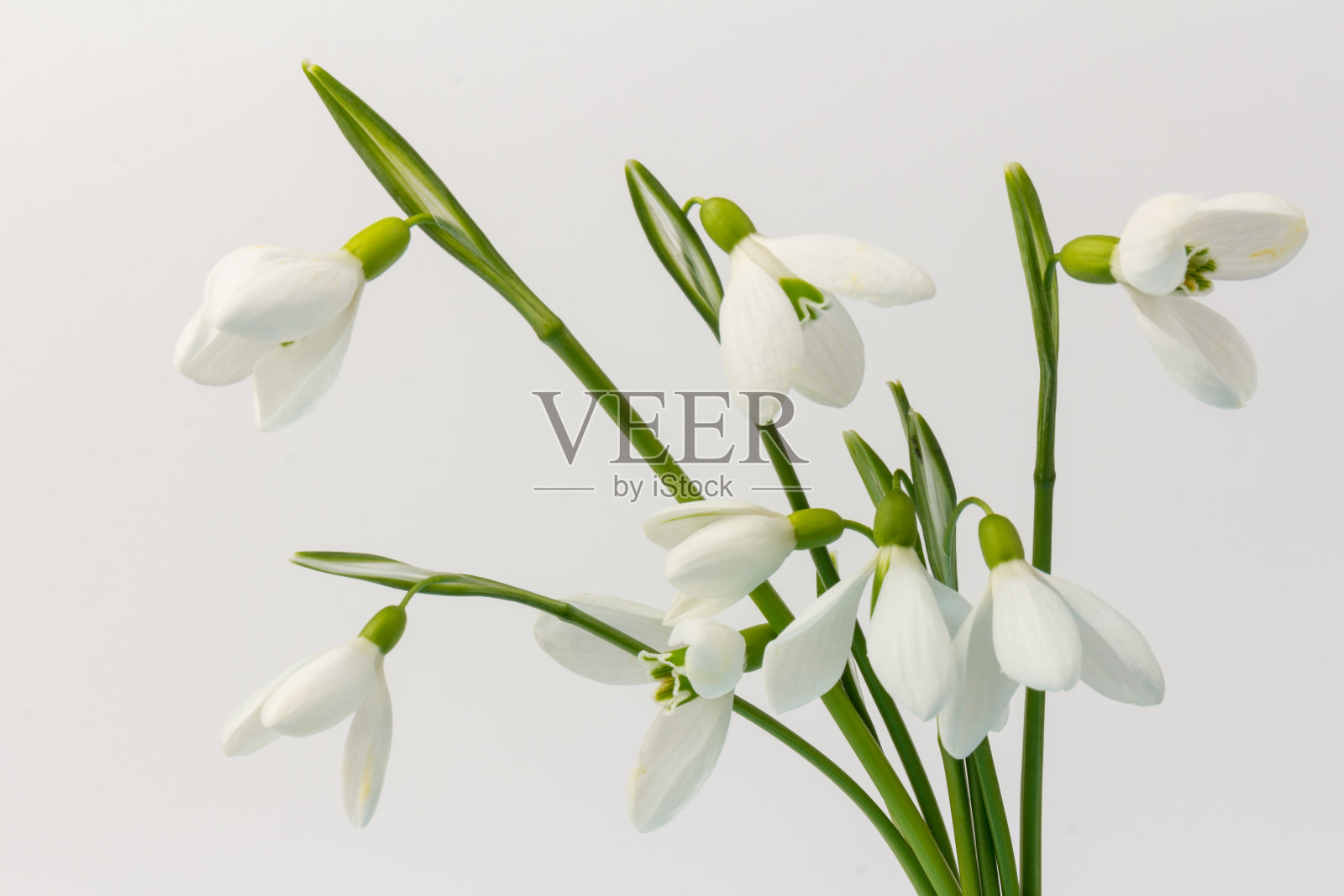 白色背景上的雪花莲。白泉花在特写与复制空间。照片摄影图片