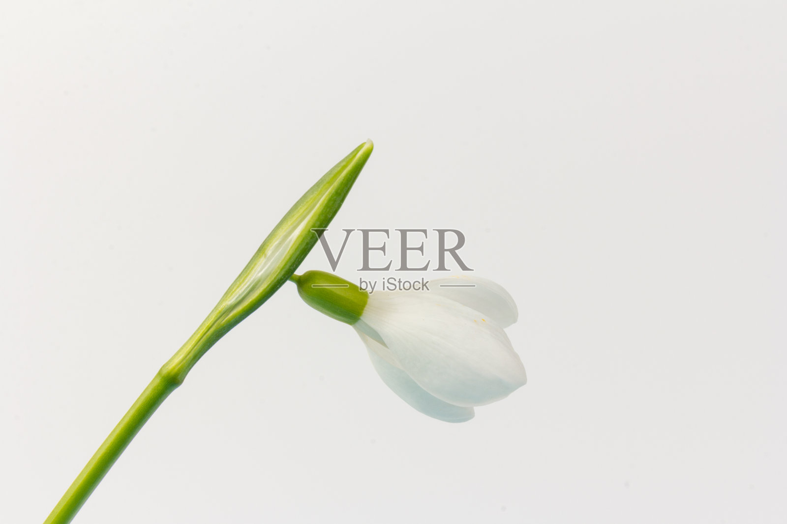 白色背景上的雪花莲。白泉花在特写与复制空间。照片摄影图片