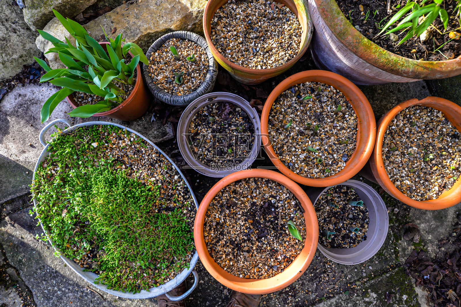 盆栽植物照片摄影图片