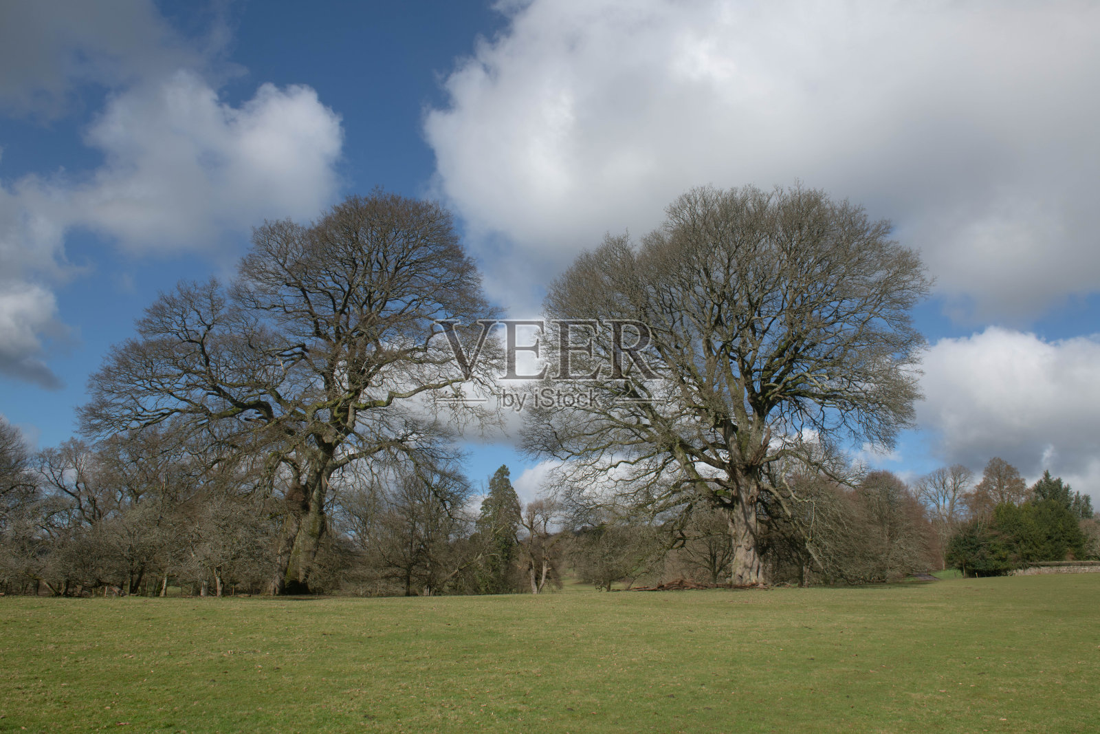冬季景观的奥地利或土耳其橡树(栎栎栎)与裸露的树枝和无叶和多云的蓝色天空背景生长在帕克兰在乡村德文，英格兰，英国照片摄影图片