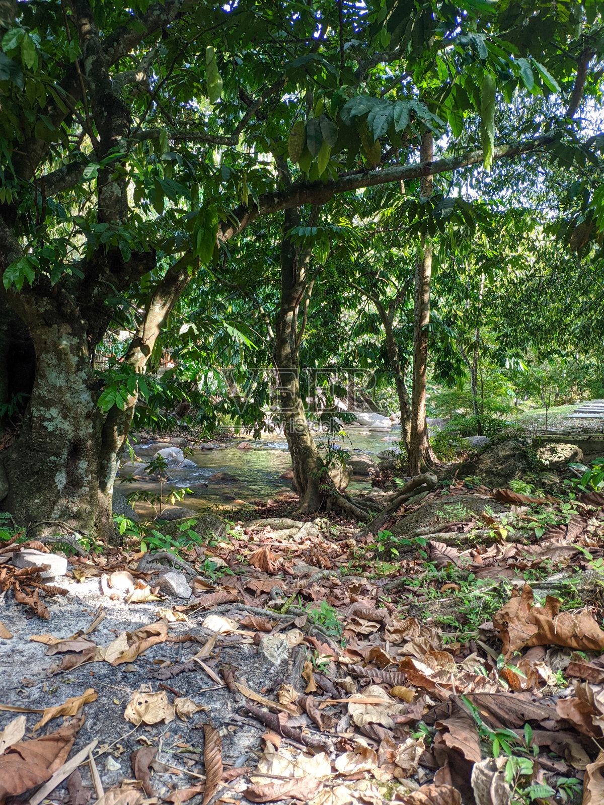 马来西亚雪兰莪森林中的河流照片摄影图片