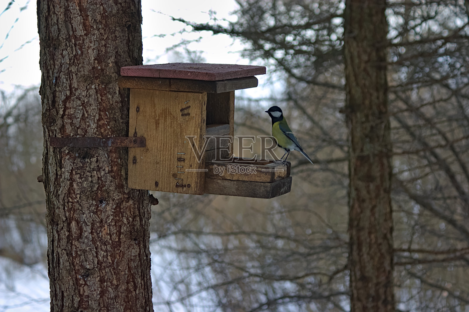 山雀在喂鸟的地方照片摄影图片