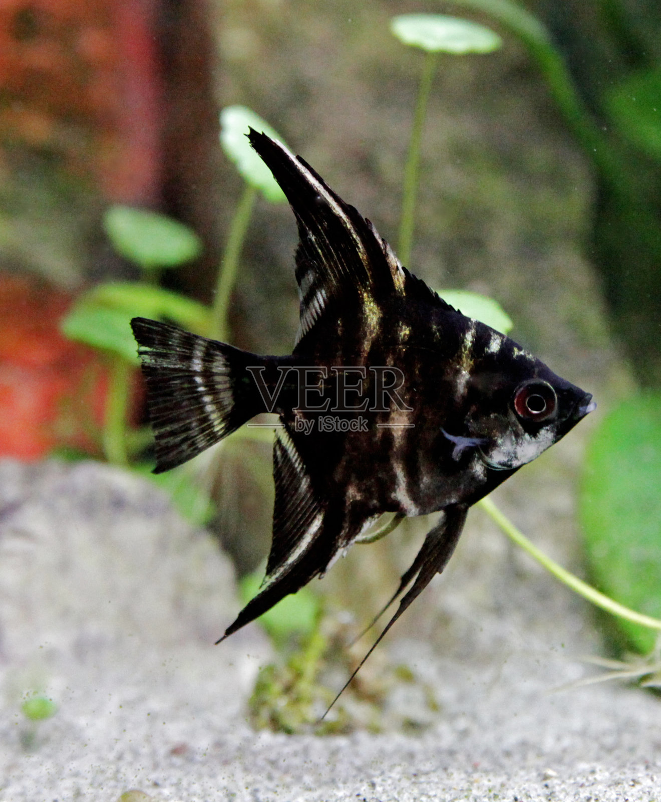 斯卡拉尔翼龙照片摄影图片