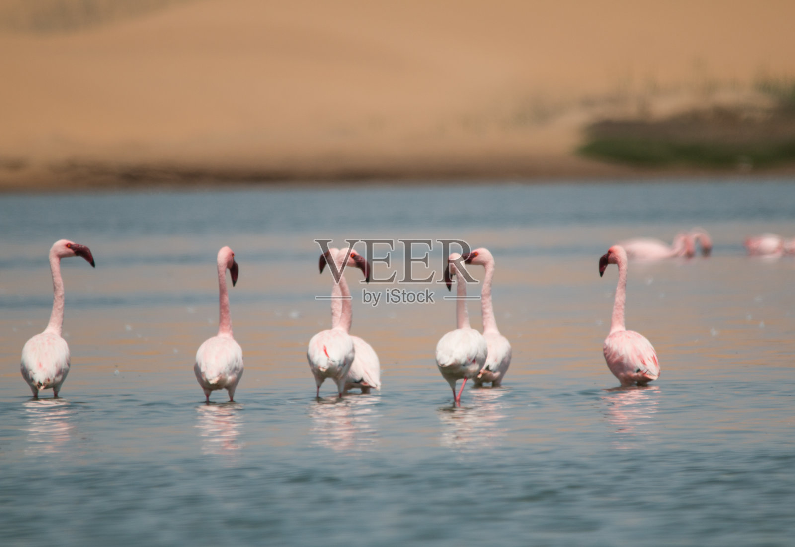 火烈鸟在沙丘湖泊，沃尔维斯湾，纳米比亚，非洲照片摄影图片