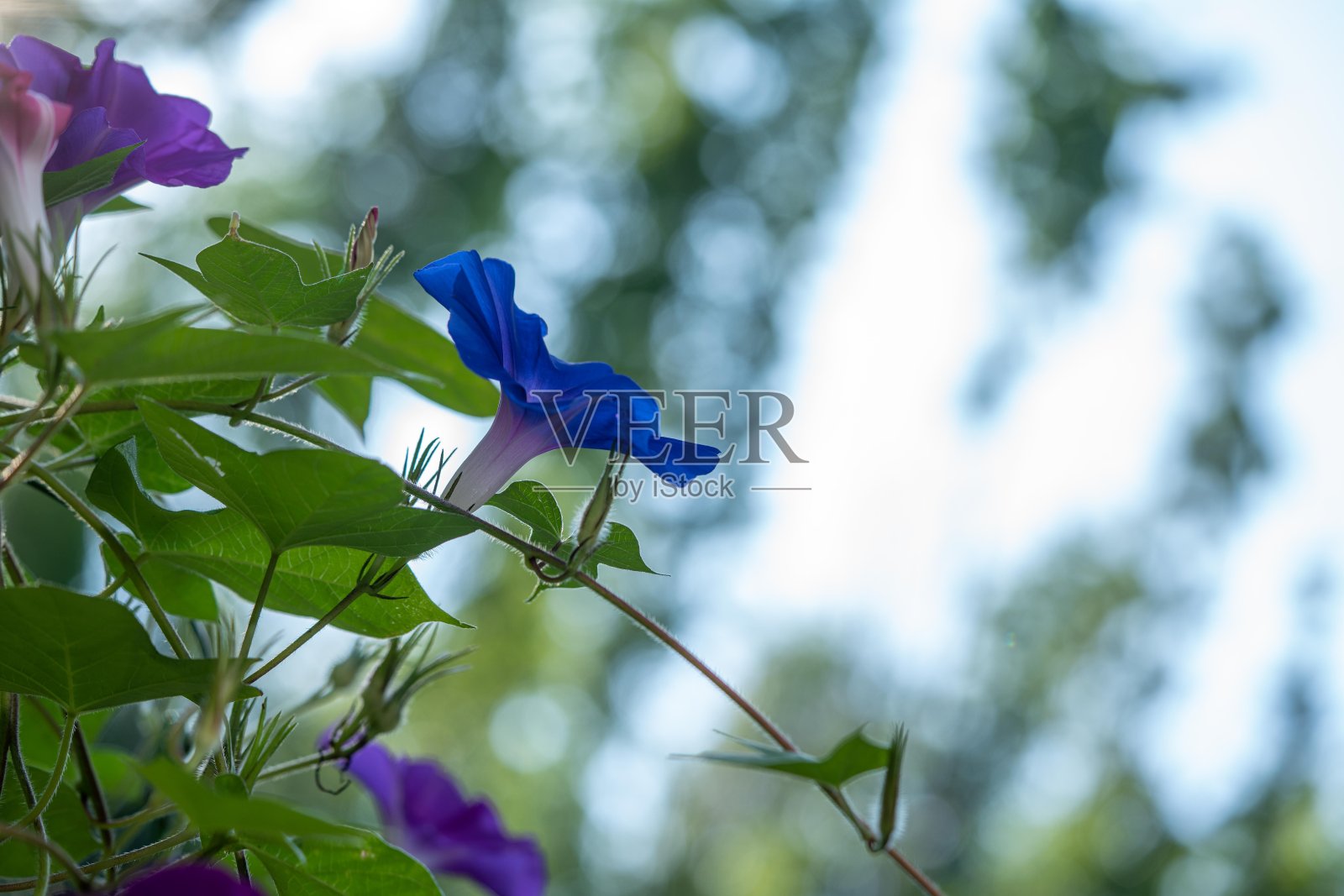 清晨的蓝色牵牛花。照片摄影图片