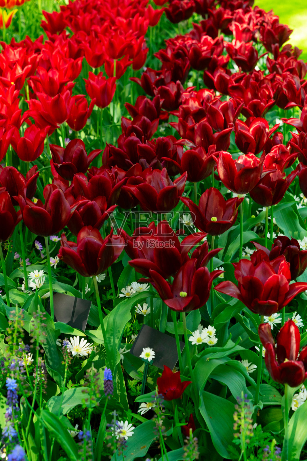 鲜花盛开的草坪照片摄影图片