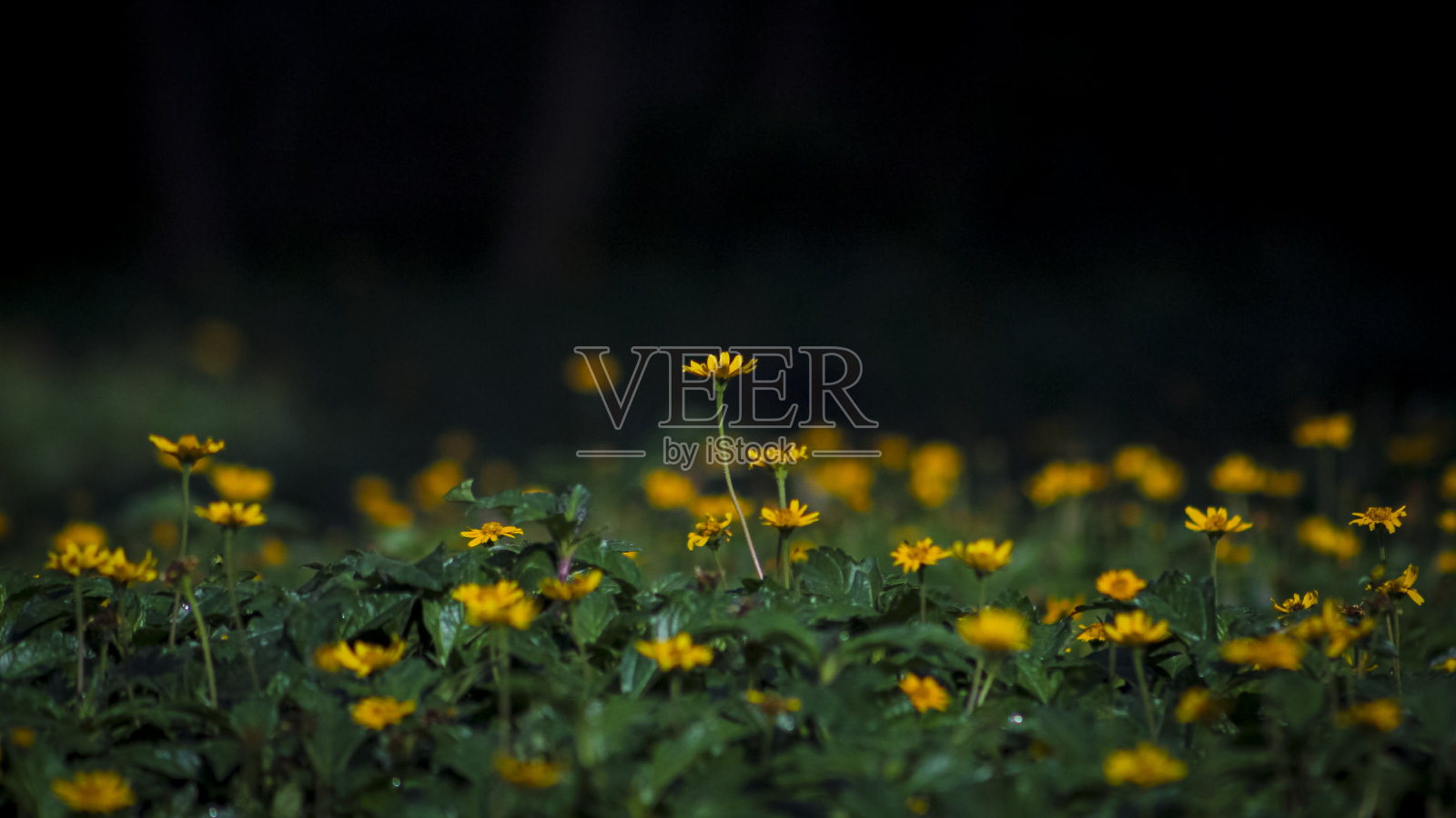 黄色Hilenthius领域照片摄影图片