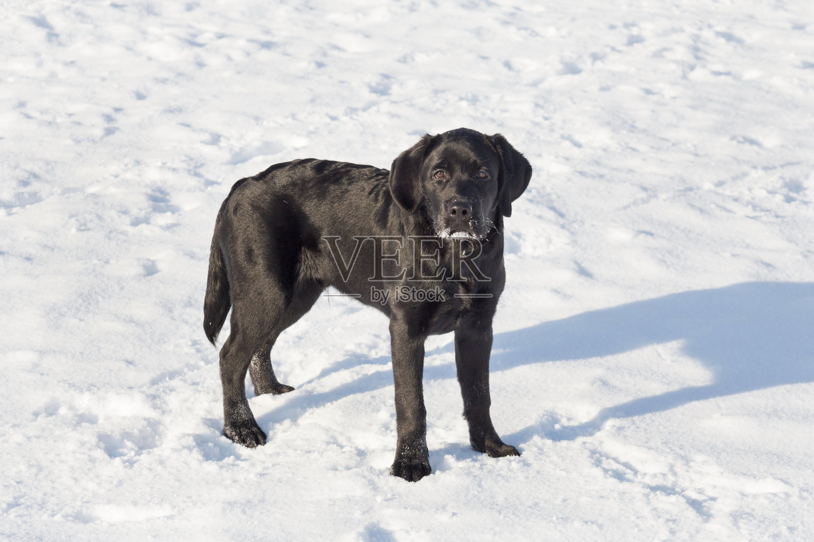一只黑色的拉布拉多猎犬正站在冬日公园的白雪上。宠物的动物。照片摄影图片