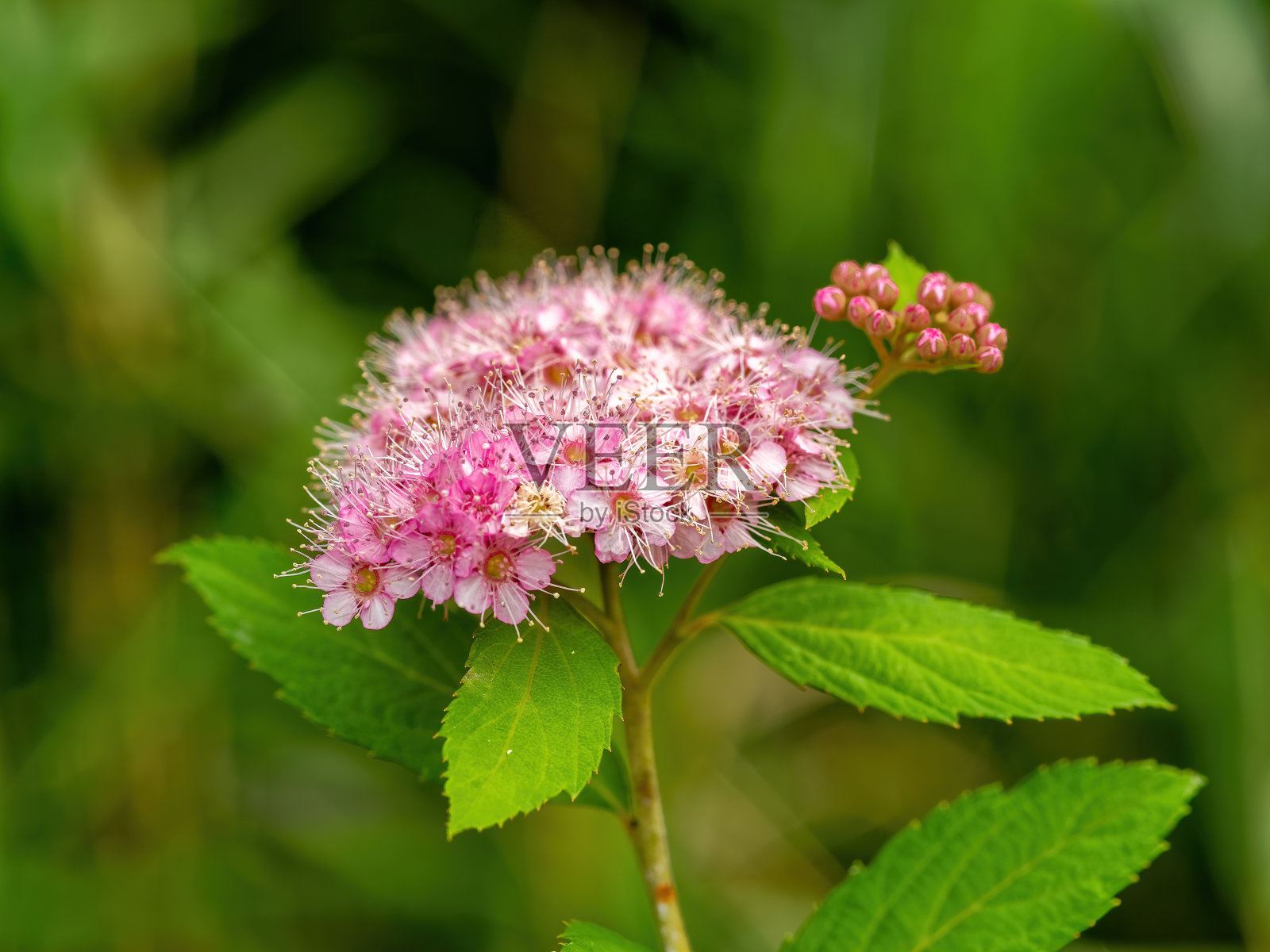 盛开的Shimotsuke花照片摄影图片