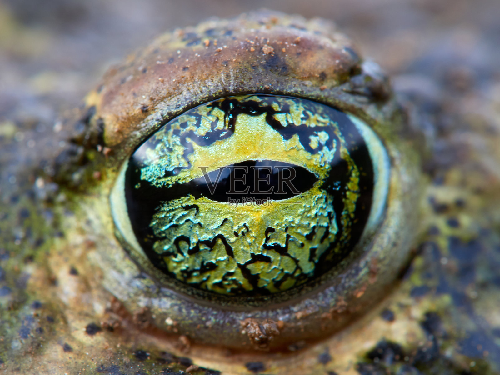 Epidalea磁铁。照片摄影图片