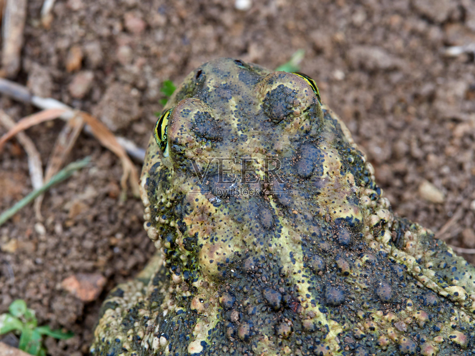 Epidalea磁铁。照片摄影图片