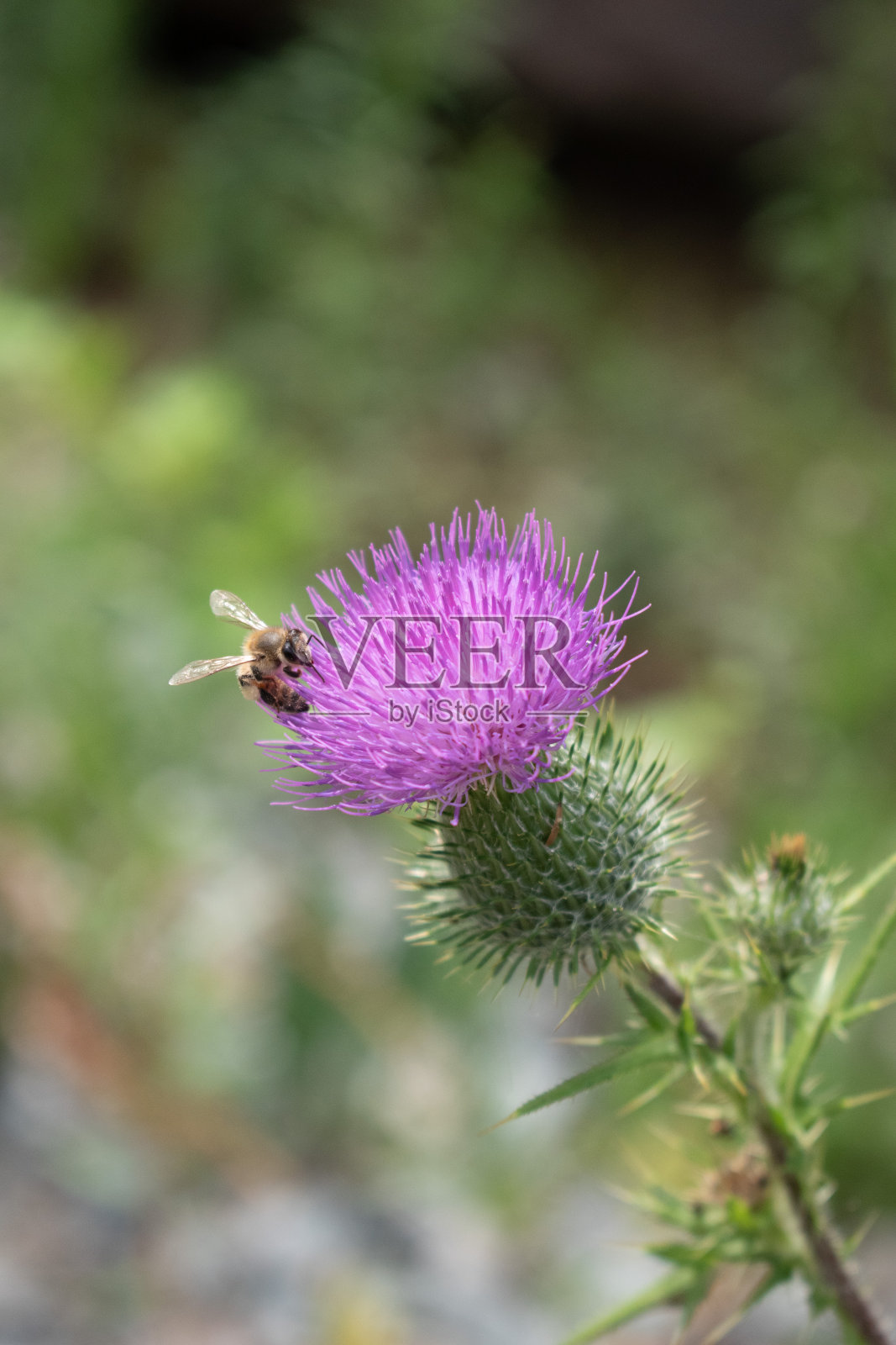 花上的蜜蜂照片摄影图片