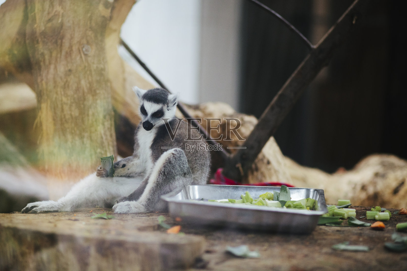 一只有趣的狐猴坐着睡觉的时候吃东西——他手里拿着一棵青葱，闭着眼睛倚靠在一个木基座上。照片摄影图片