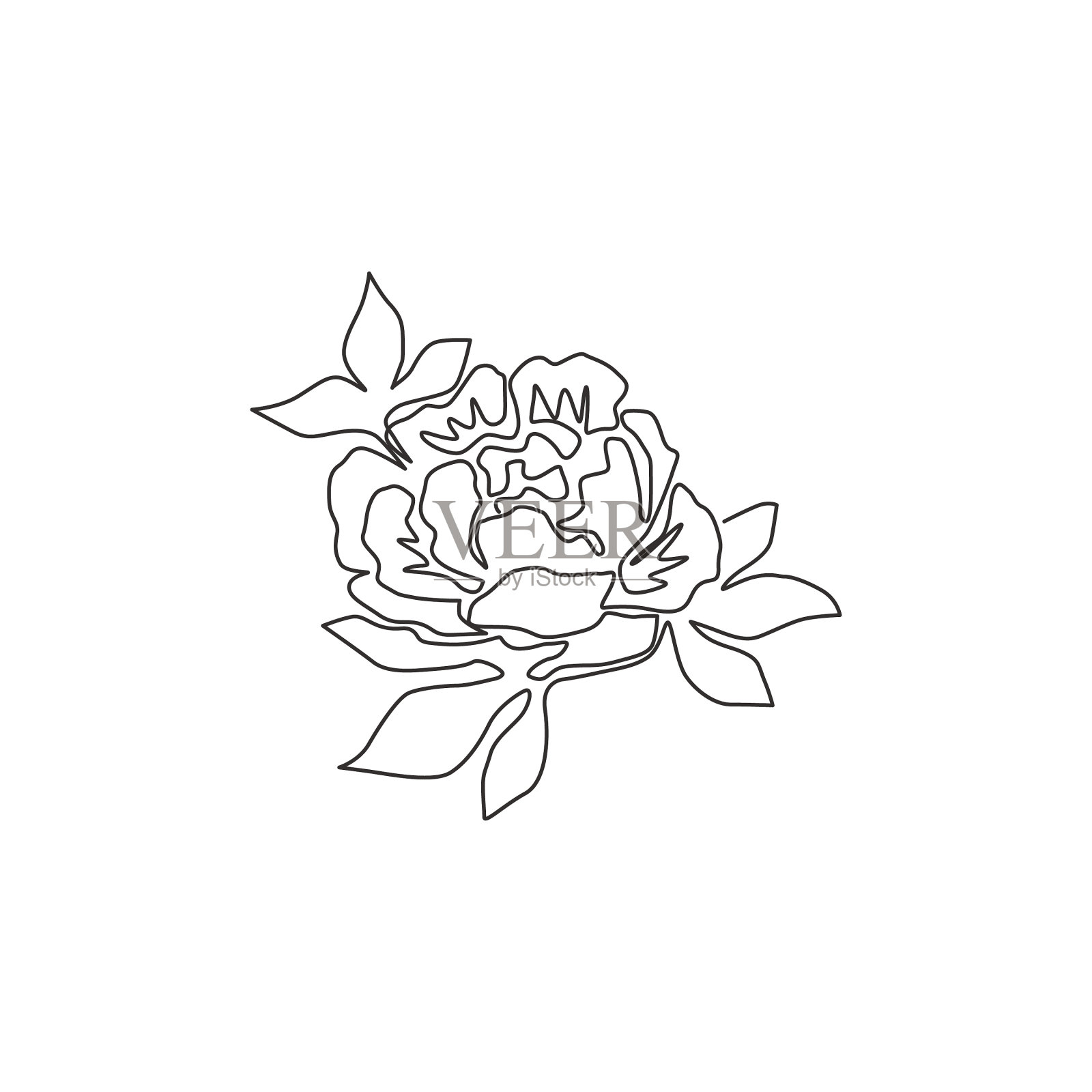 单线画美丽清新的草本植物插画图片素材