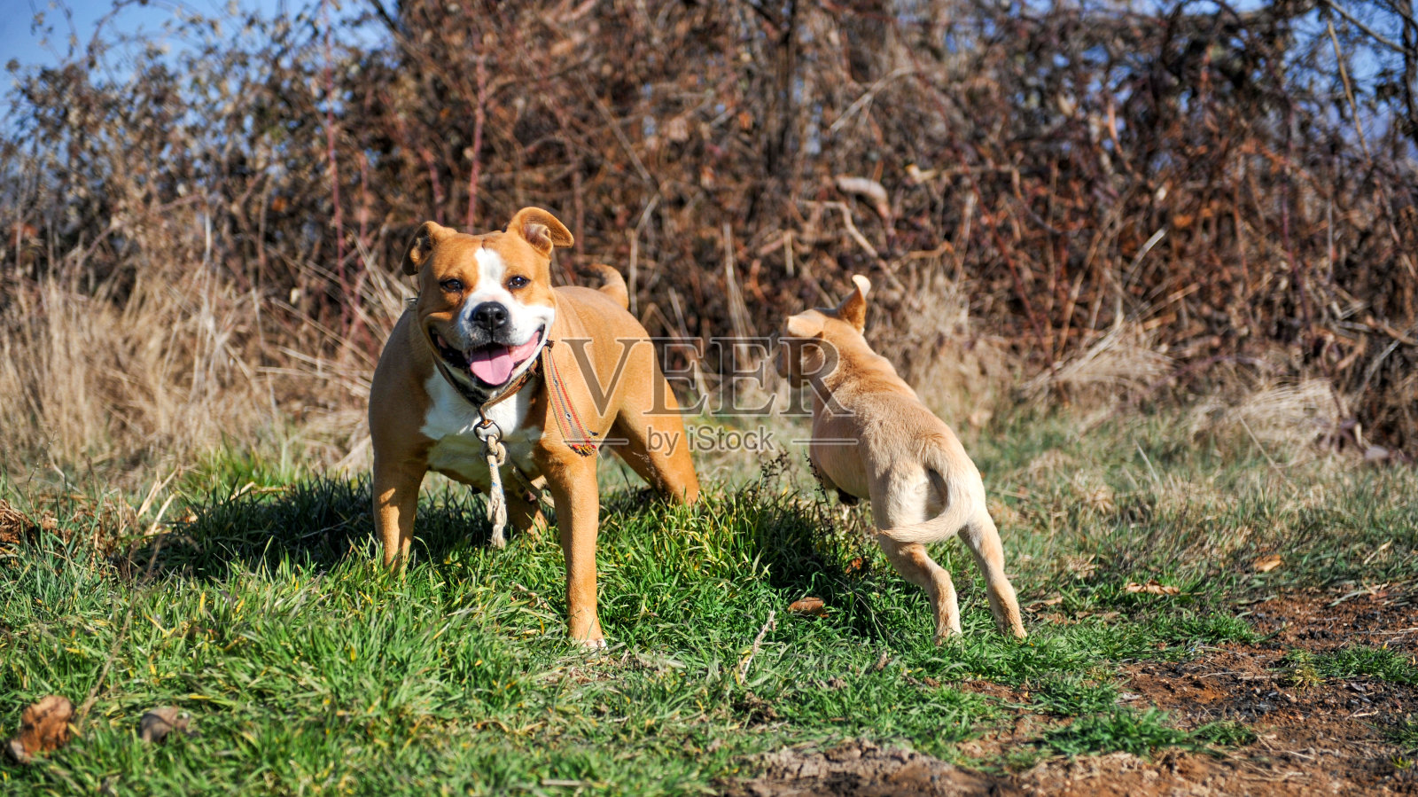 两只狗、寻回犬和工作人员在草原上玩耍照片摄影图片