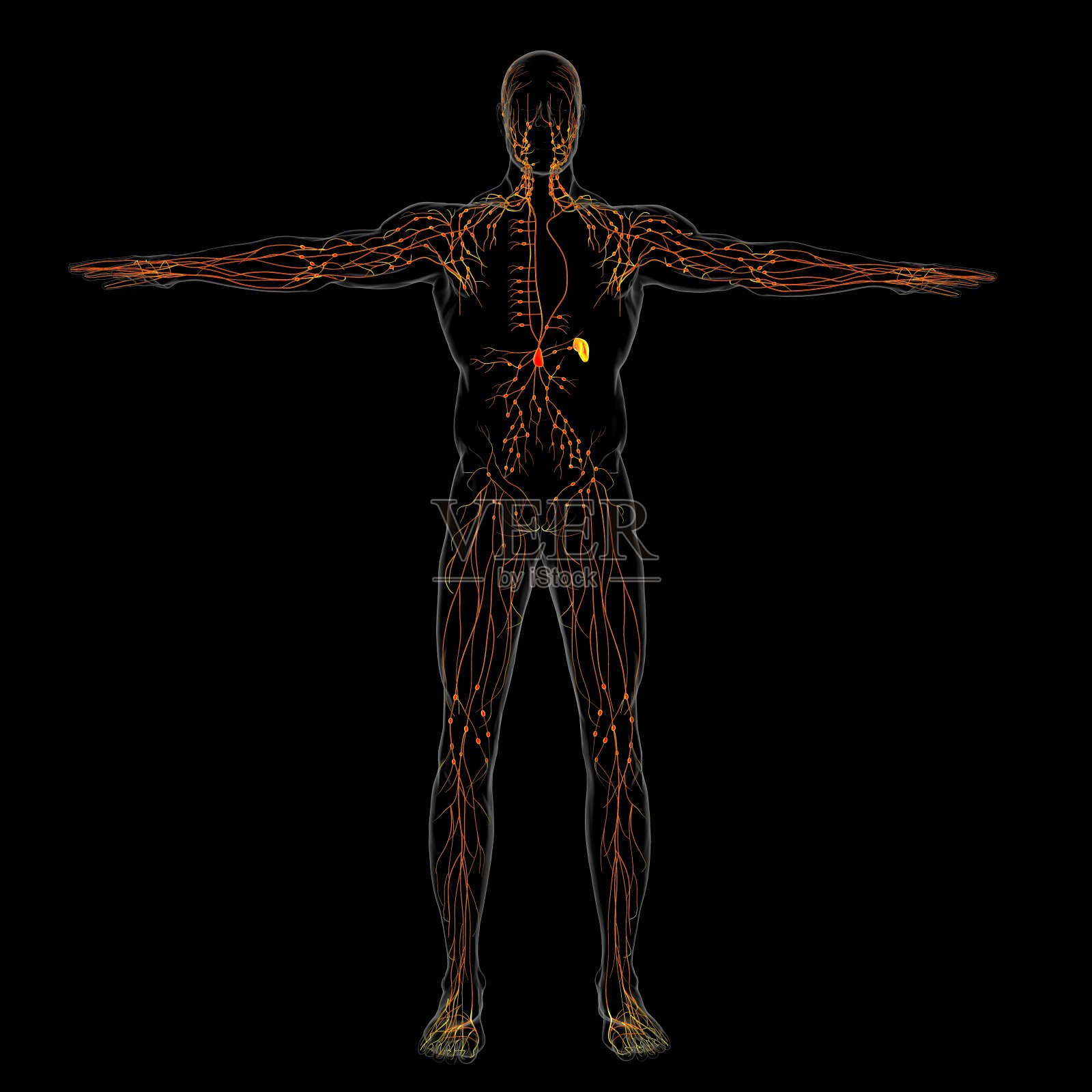 人体淋巴结解剖用于医学概念3D渲染照片摄影图片