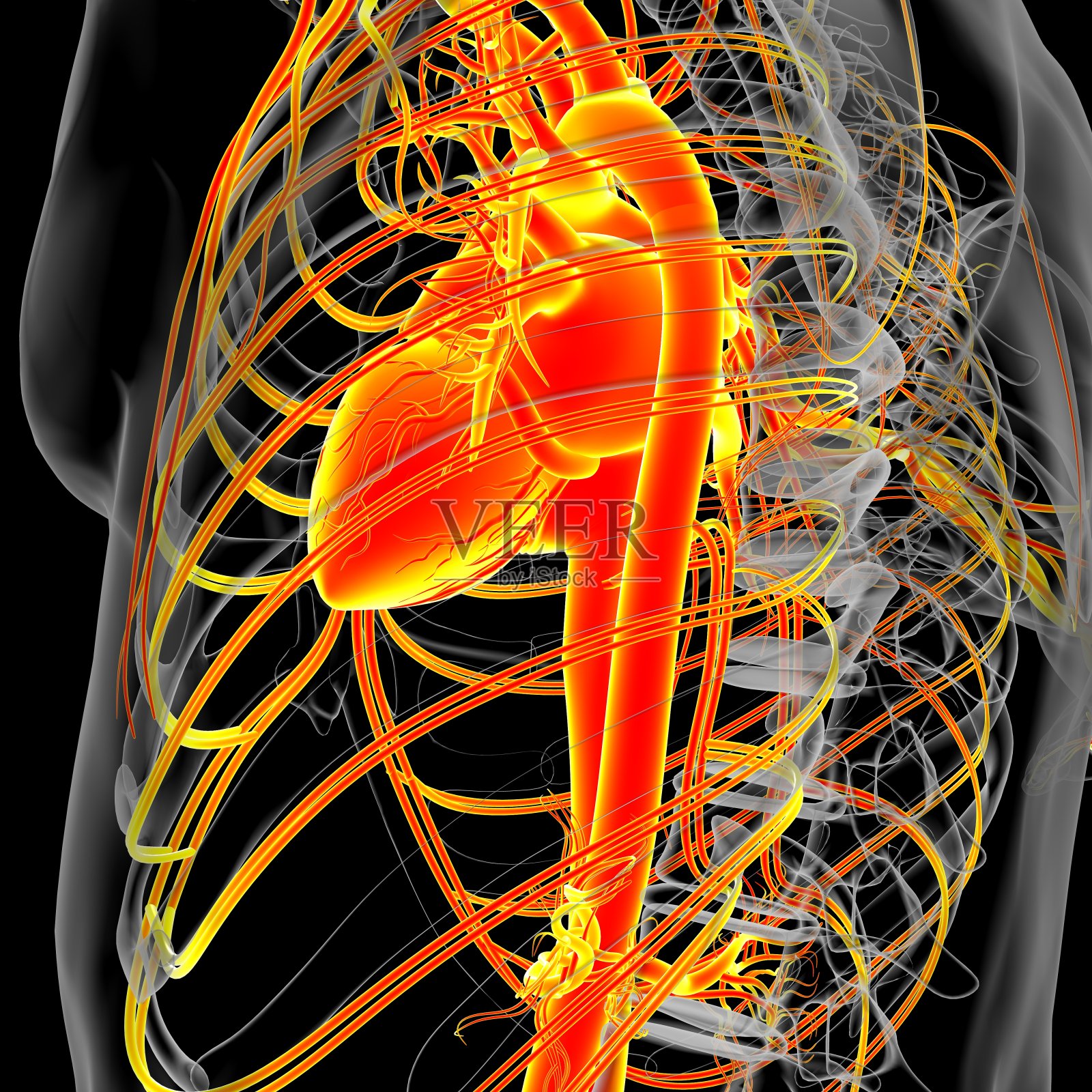 人体心脏与循环系统解剖医学概念3D照片摄影图片