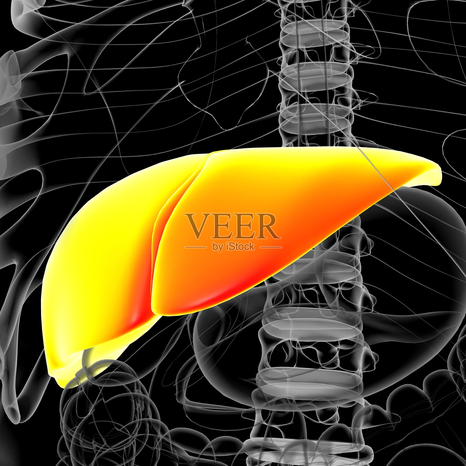 肝脏3D插图人体消化系统解剖照片摄影图片