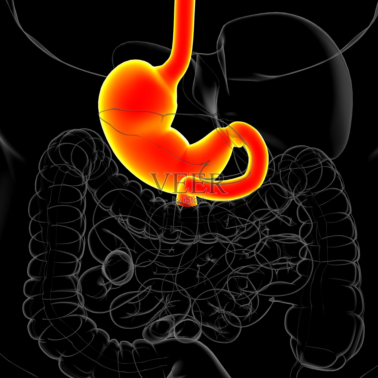 胃解剖人体消化系统的医学概念3D渲染照片摄影图片