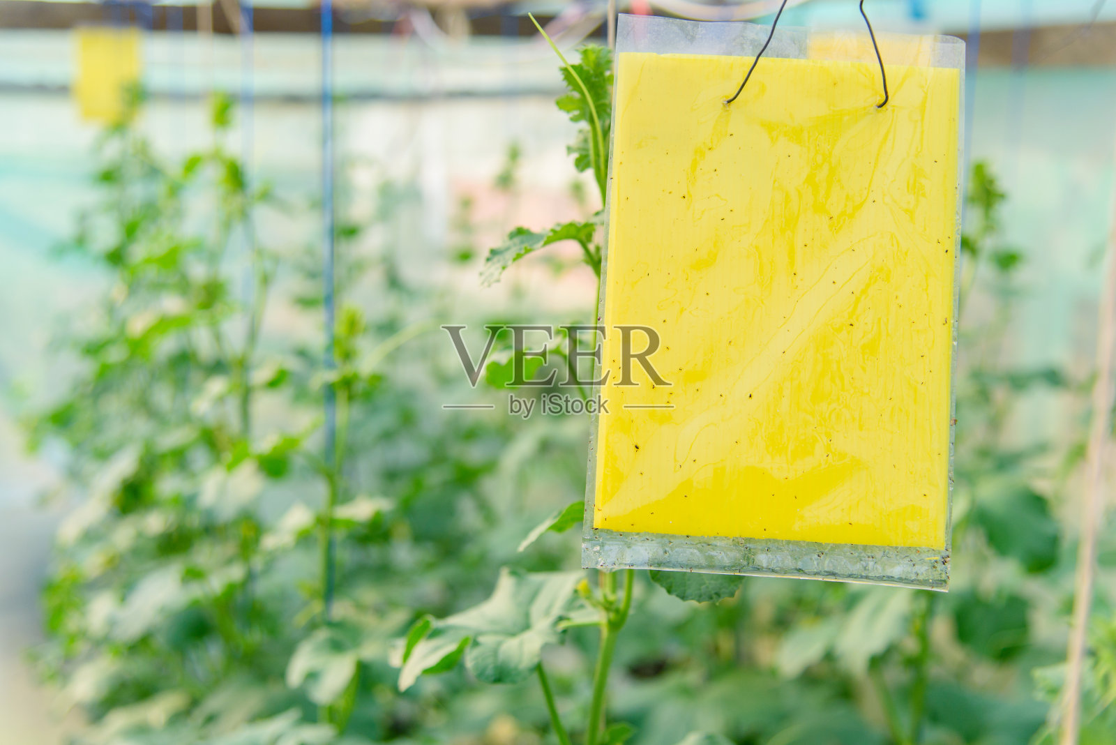 昆虫陷阱/黄色胶板陷阱照片摄影图片